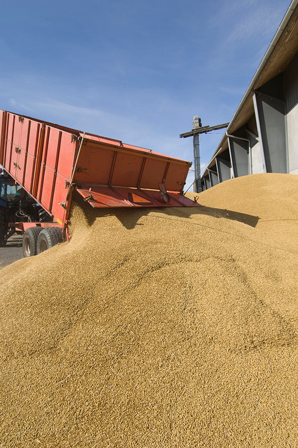 Grain Based Dry Dog and Cat Food Exposed BARF World Inc.