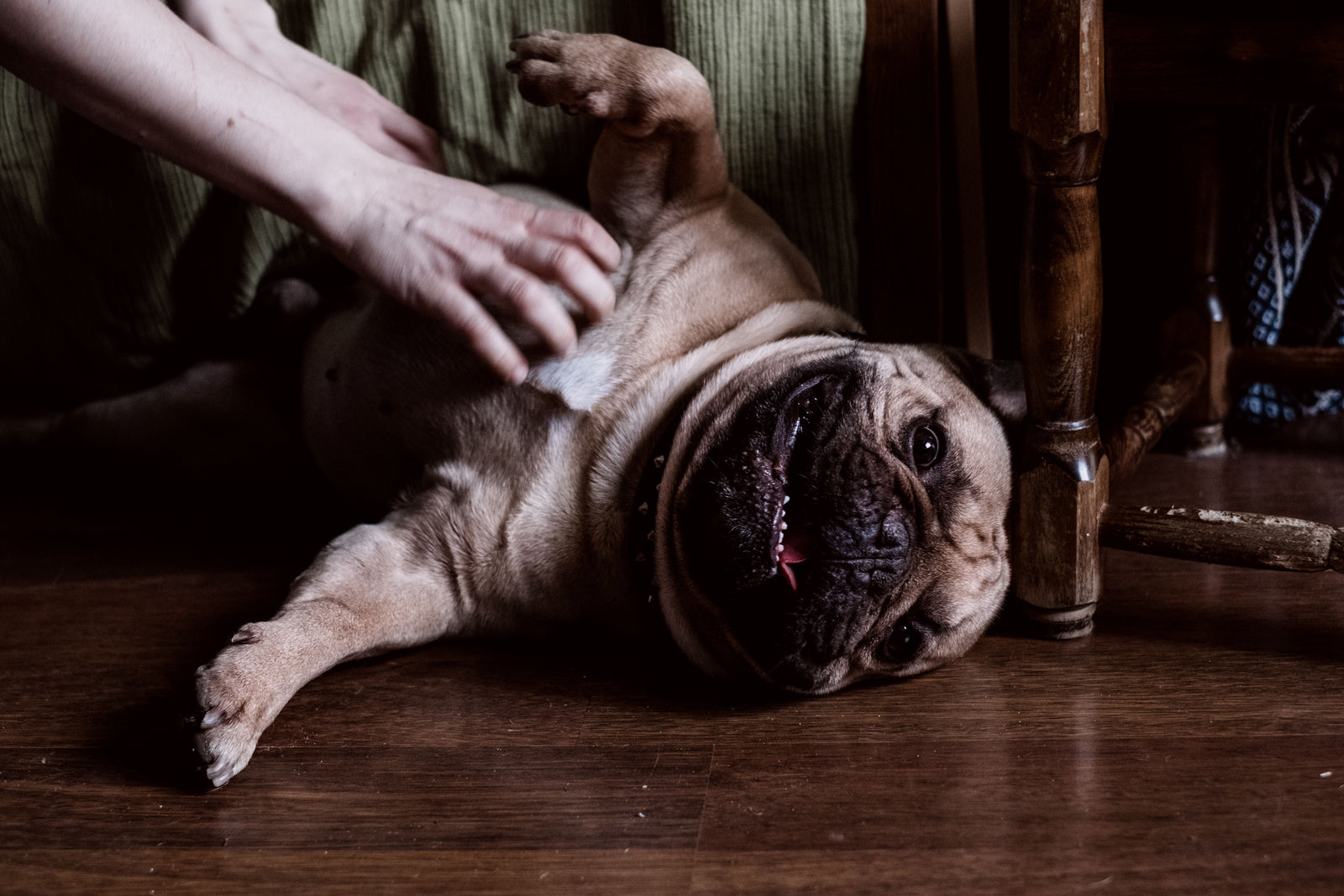 The Benefits of Incorporating Raw Meat Into Your Dog's Diet When Dealing With Allergies