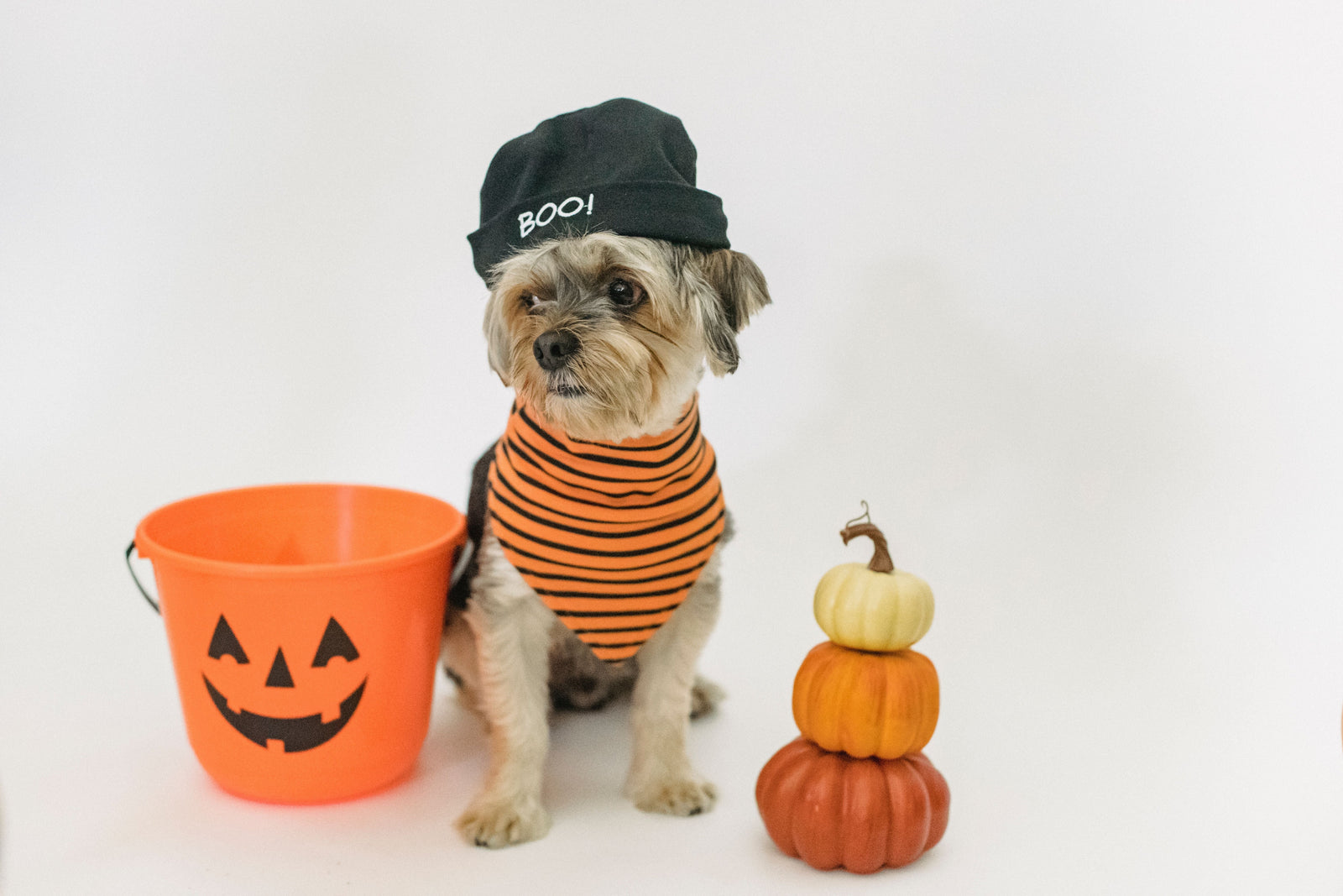 Halloween Foods Dog’s Should Avoid