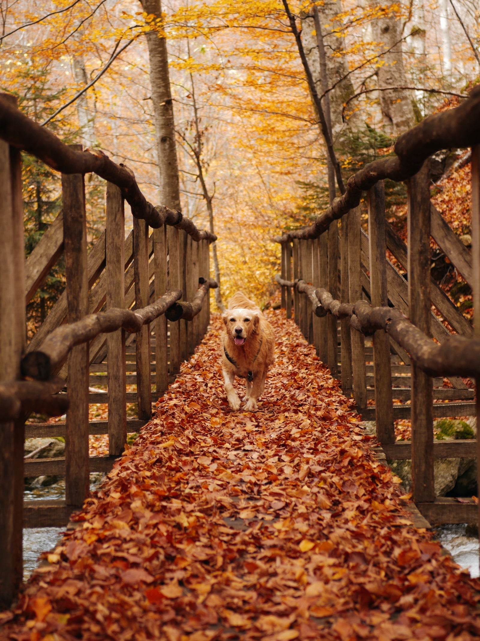 Fall is Around the Corner: How to Prepare Your Dog for the Changing Season