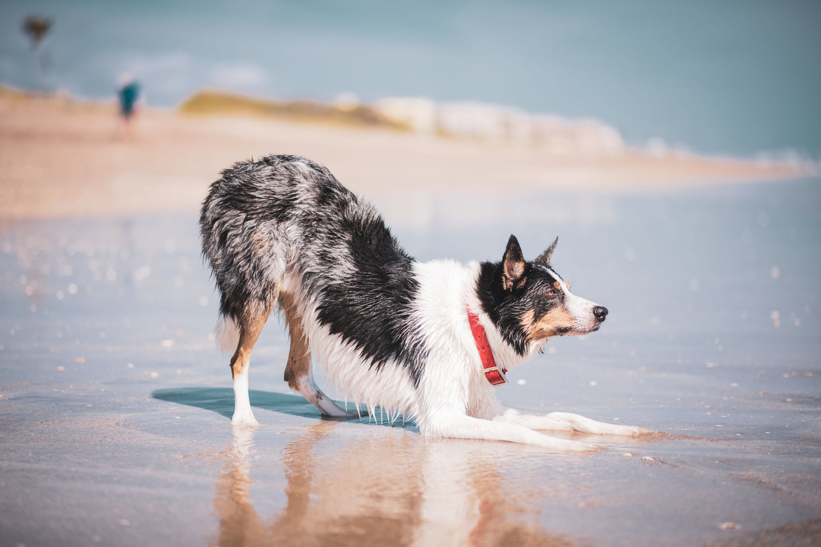 Why Do Dogs Need More Hydration In The Summer?