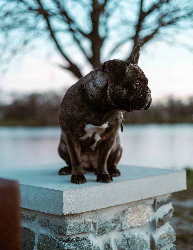 French bulldog sitting on a stone pedestal outdoors