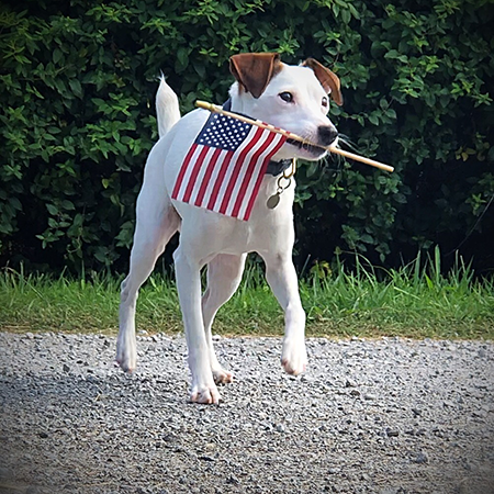 Terrier carrying a small American flag in its mouth