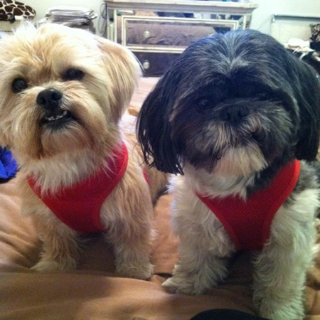 Two small dogs wearing red harnesses while looking into the camera
