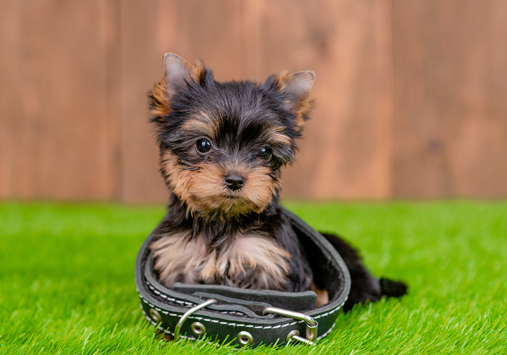 Tiny dog sitting entirely within another dog's collar