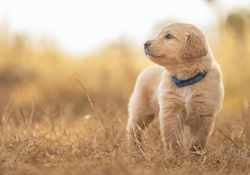 Small yellow lab smelling the air in a field of dry grass