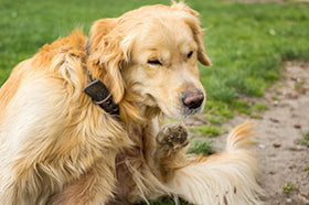 Golden retriever scratching its neck with its rear leg