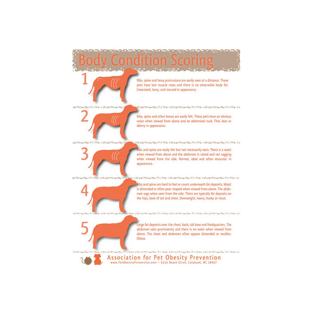 Dog Body Condition Scoring infographic
