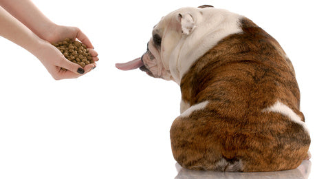 Bulldog sticking its tongue out at a handful of food