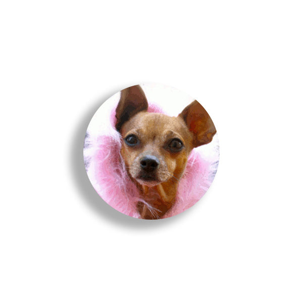Chihuahua wearing a pink feather necklace