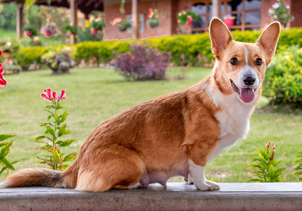 Pregnant corgi sitting on a concrete railing outside