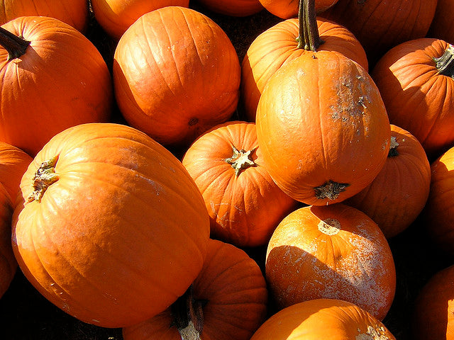 Pile of bright orange pumpkins on a sunny day