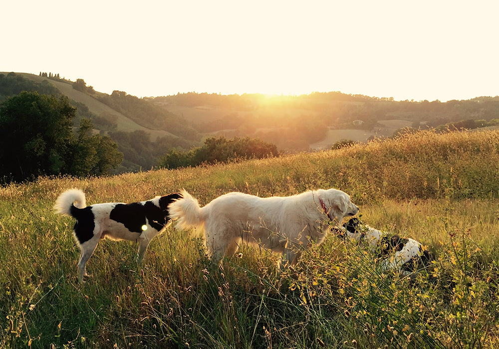 Three dogs roaming a field of tall grass at sunrise