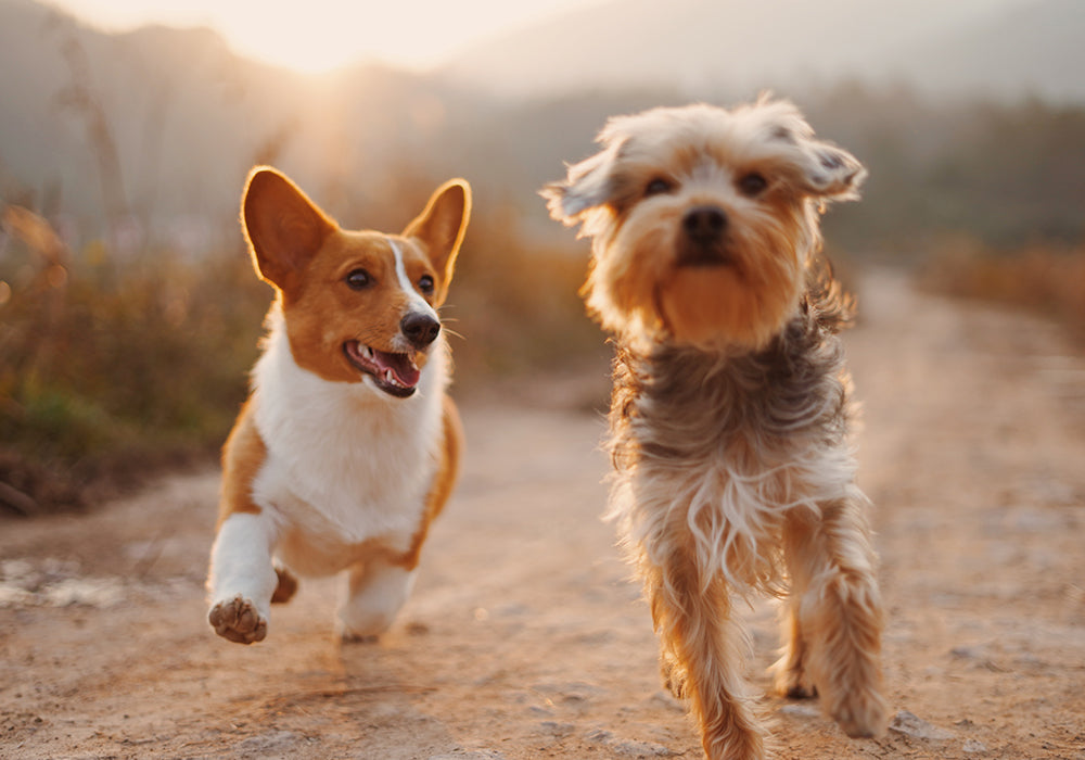Two small dogs running down a dirt path together