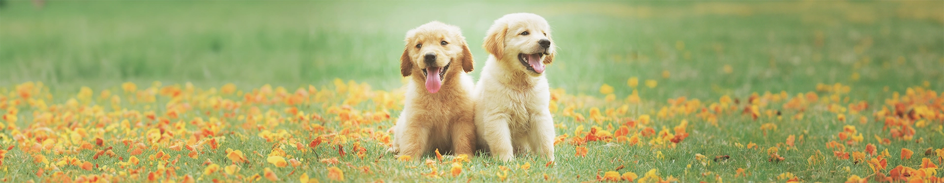 Two yellow puppies sitting in a field of grass and orange flowers