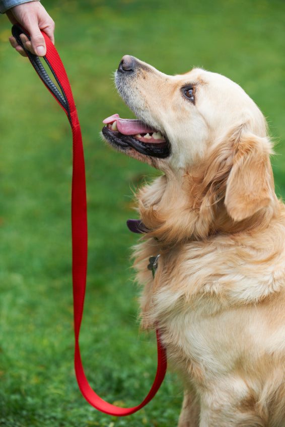 Well behaved dog sitting while watching its owner