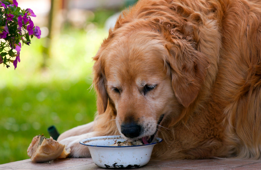 Dog with a bloated stomach eating its food