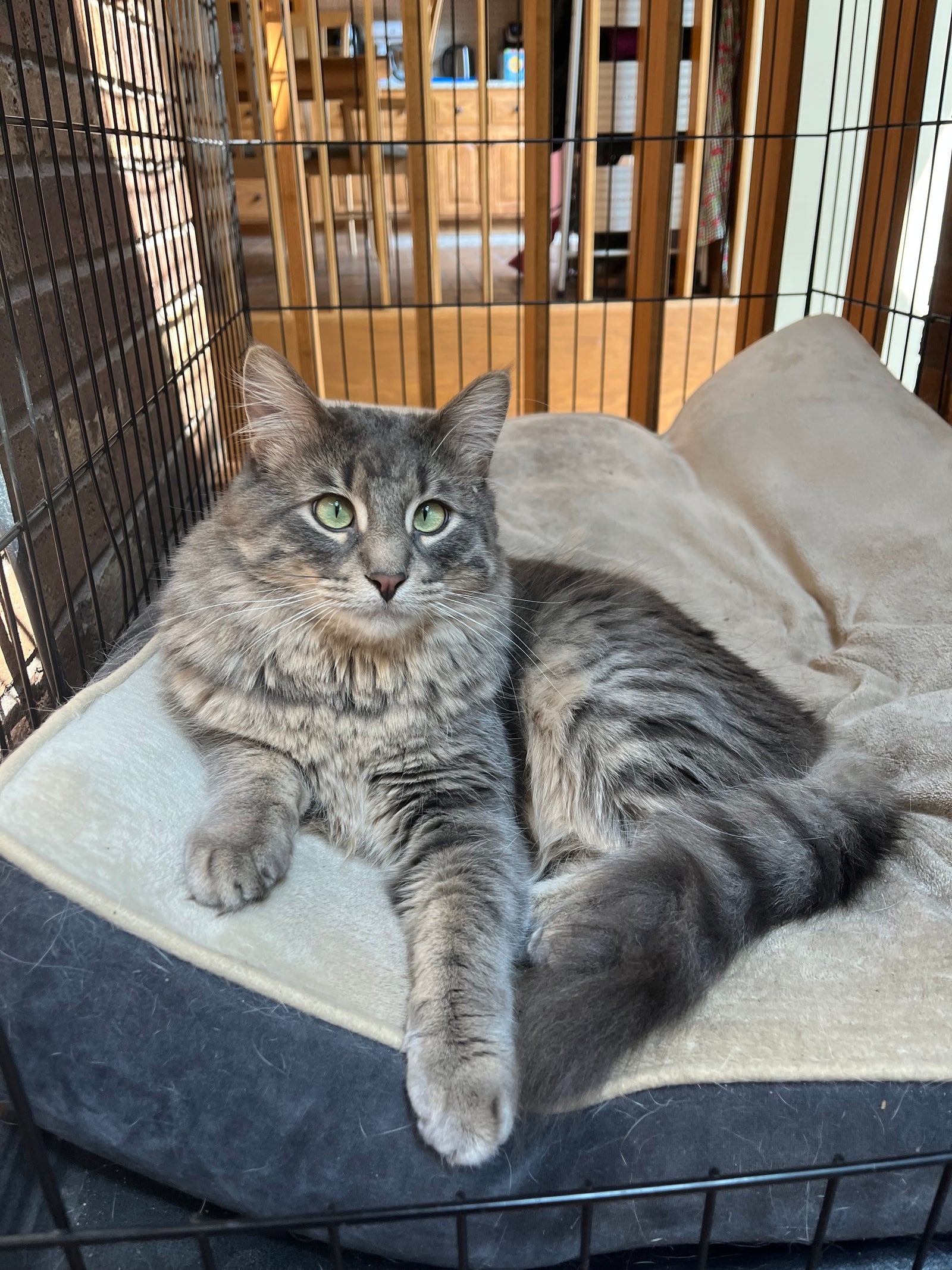 Grey striped cat with striking green eyes laying in a kennel on a pet bed