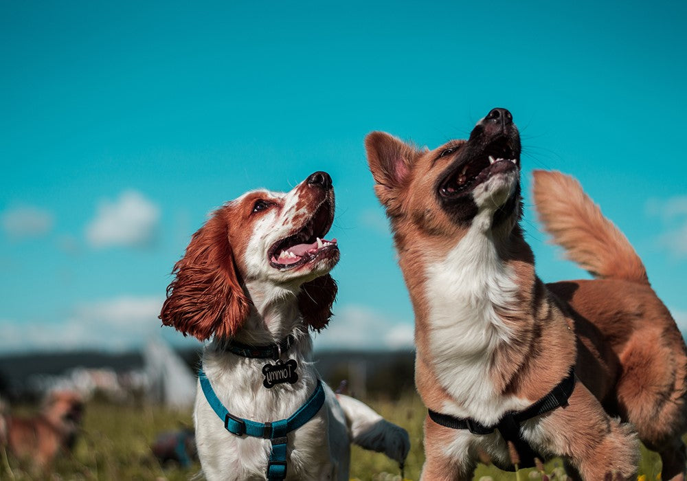 Two dogs looking into the sky at something moving