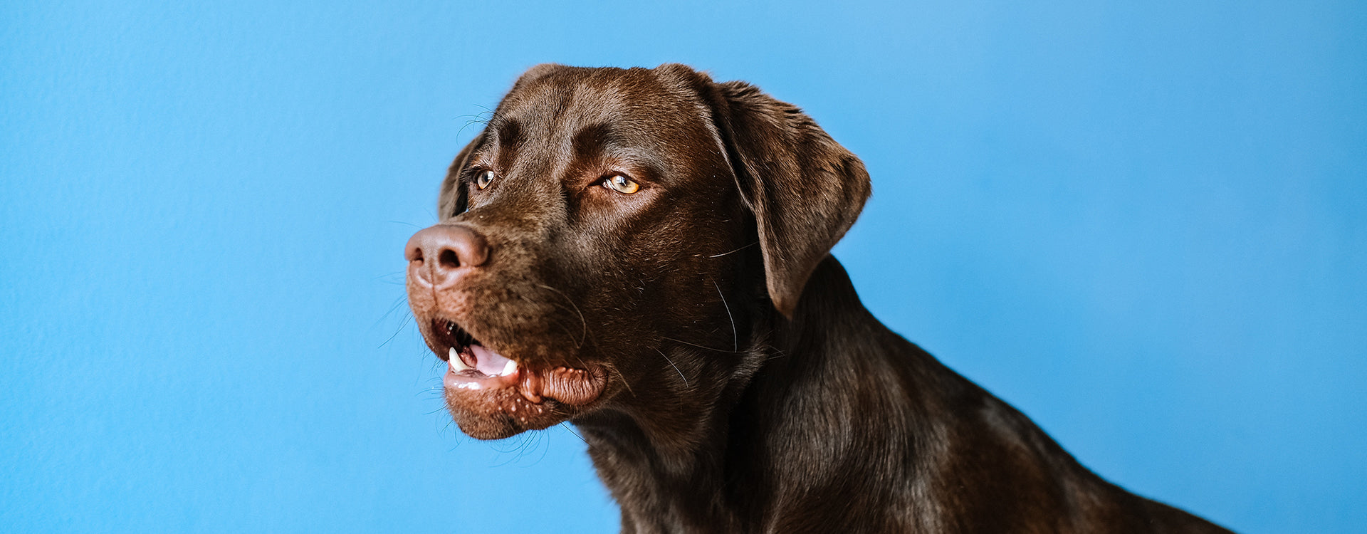 Chocolate lab in front of a blue background