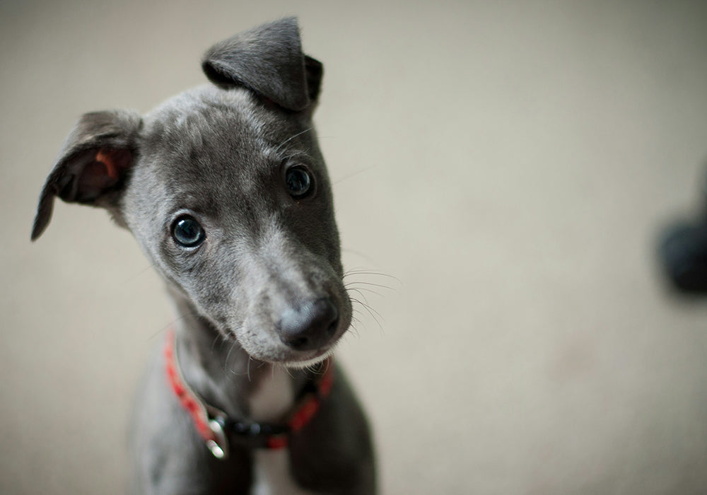 Cute grey dog with a red collar turning its head slightly to a side