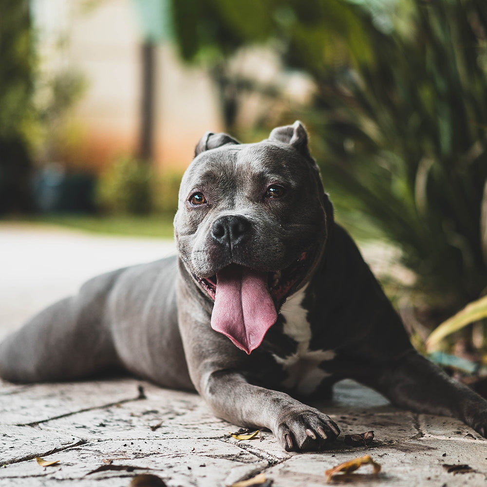 Grey pit bull panting while laying on a tile patio outside