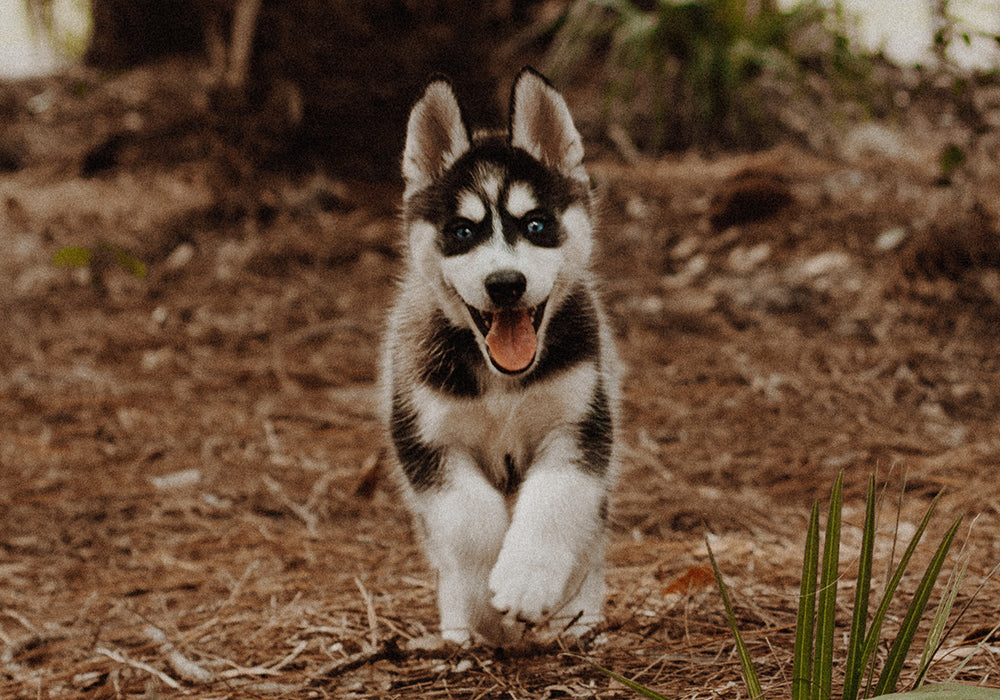 Husky puppy excitedly running through a garden