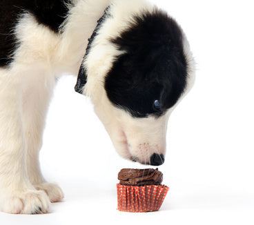 Black and white puppy smelling a cupcake on the ground