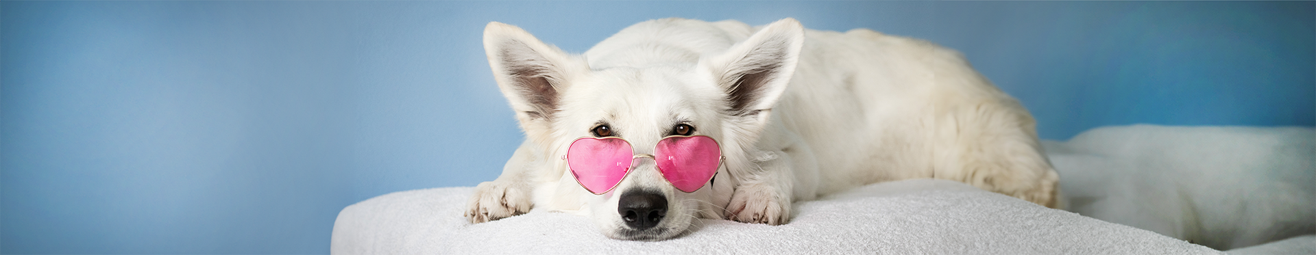 White dog wearing pink glasses while laying down