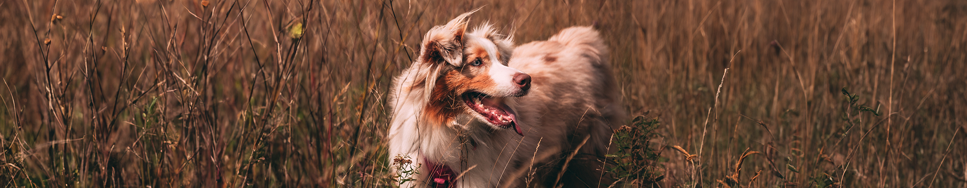 Dog looking off to the side while in a field of tall brown grass