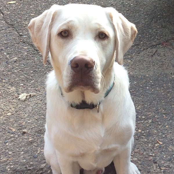 Yellow lab sitting on blacktop outside