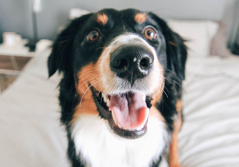 Close up of a cute dog looking toward you