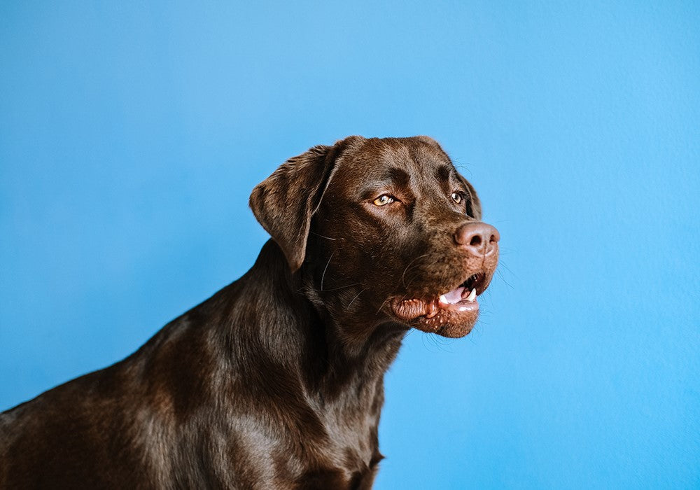 Chocolate lab with its mouth partially open