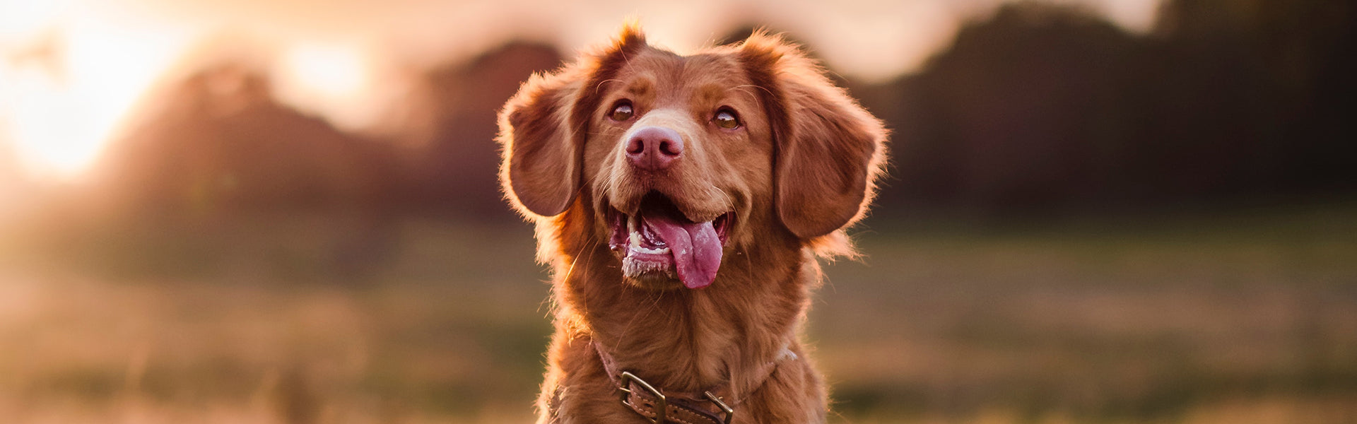 Brown dog smiling with its tongue out the side of its mouth