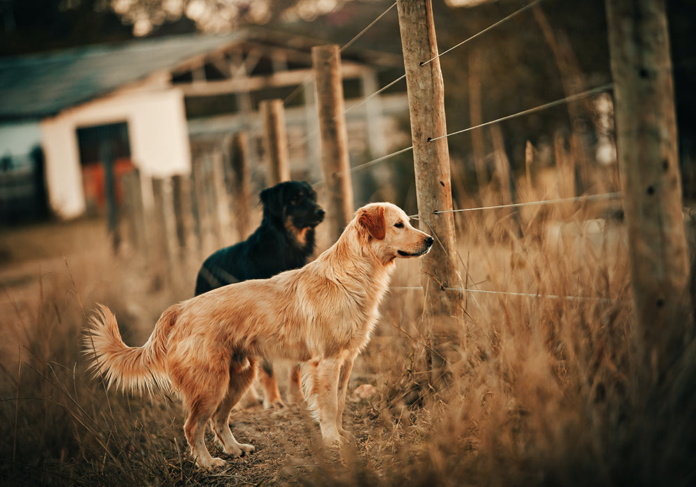 Two dogs looking through the space between wire on a farm's fence