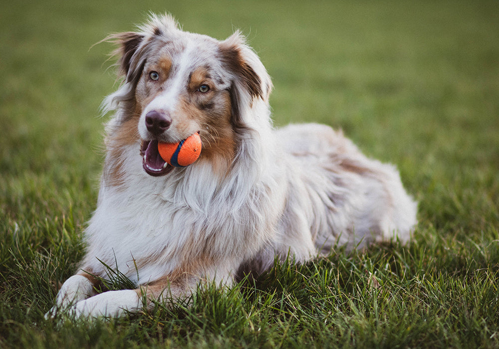 Light brown border collie laying down with an orange ball in its mouth