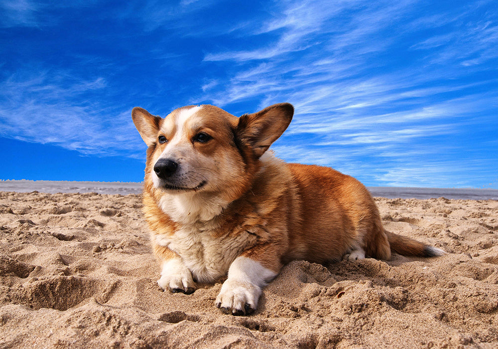 Corgi looking relaxed while laying on a beach