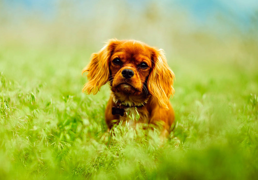 Small dog wading through chest deep grass