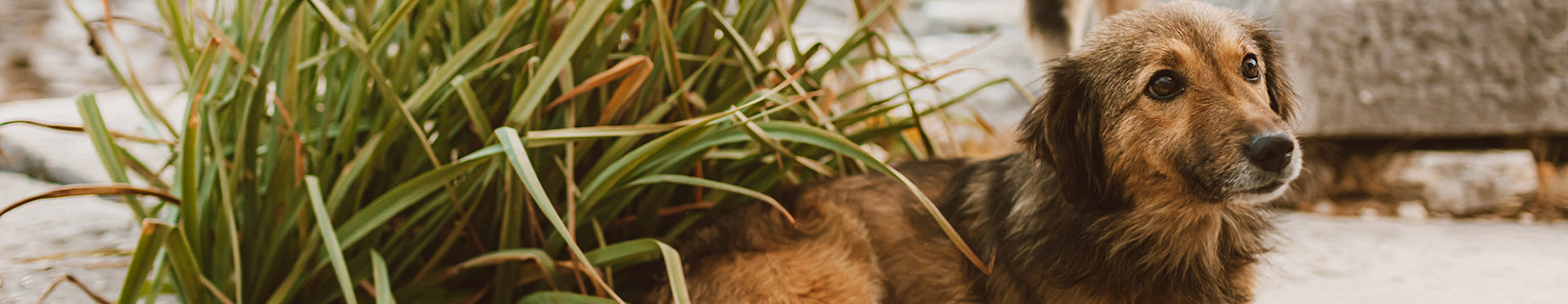 Little brown dog laying down under a tuft of tall grass