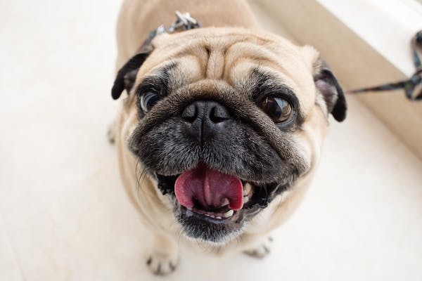 Smiling pug looking into the camera