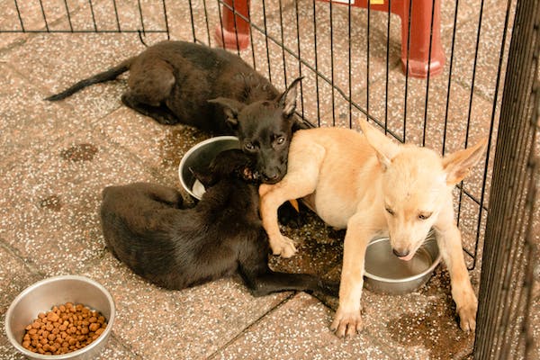 Three puppies laying together in a pen on a tile floor