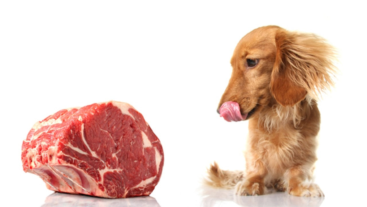 Dog licking its lips while looking at a cut of beef almost as big as it is