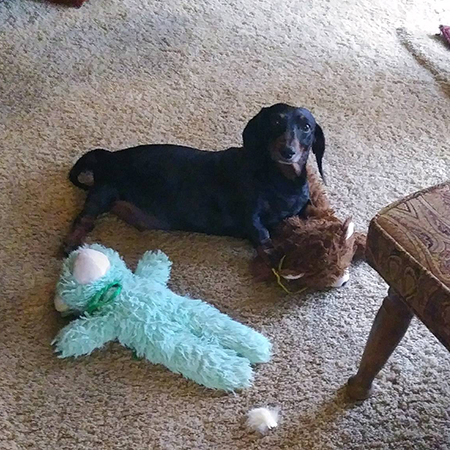 Dachshund laying on a floor with stuffed animals 