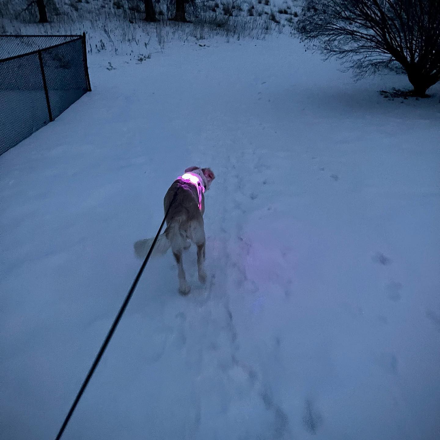 Dog going for a walk in snow at night time