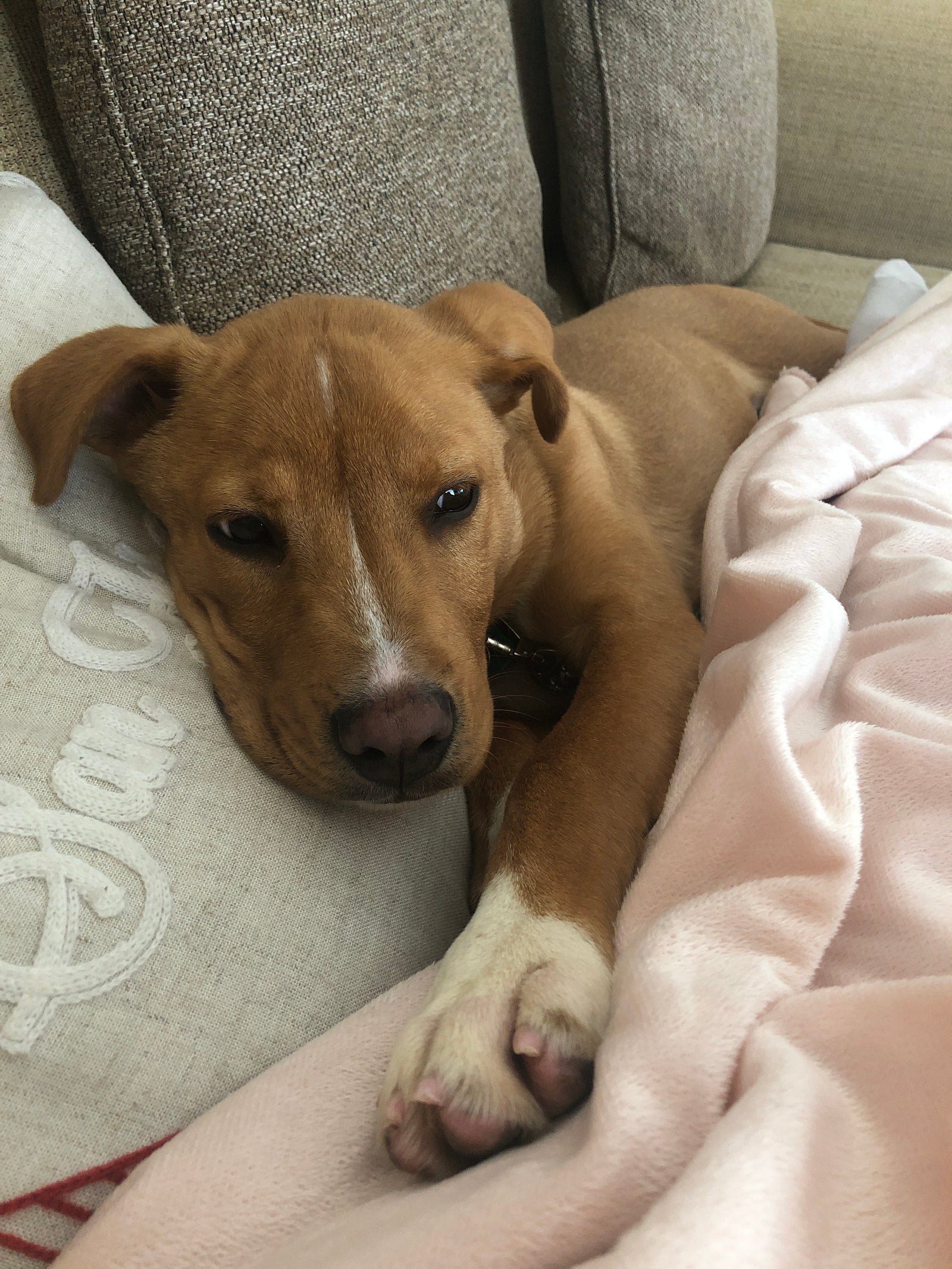 Why Is Alfalfa in the BARF Diet?