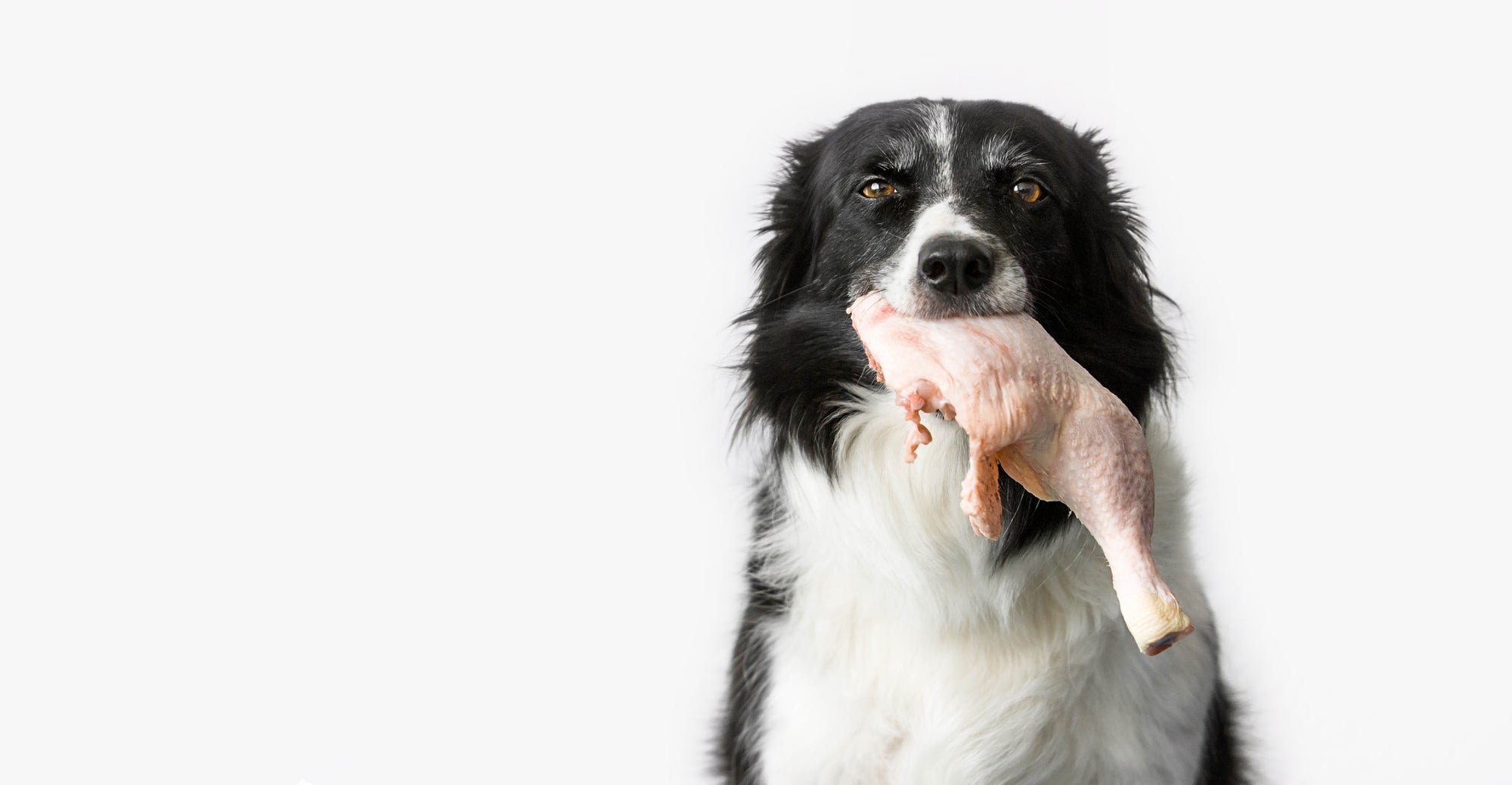 Can Dogs Eat Raw Chicken?