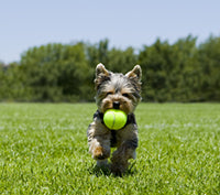 Dog Posture (Part 2): A Real Pain in the Neck?