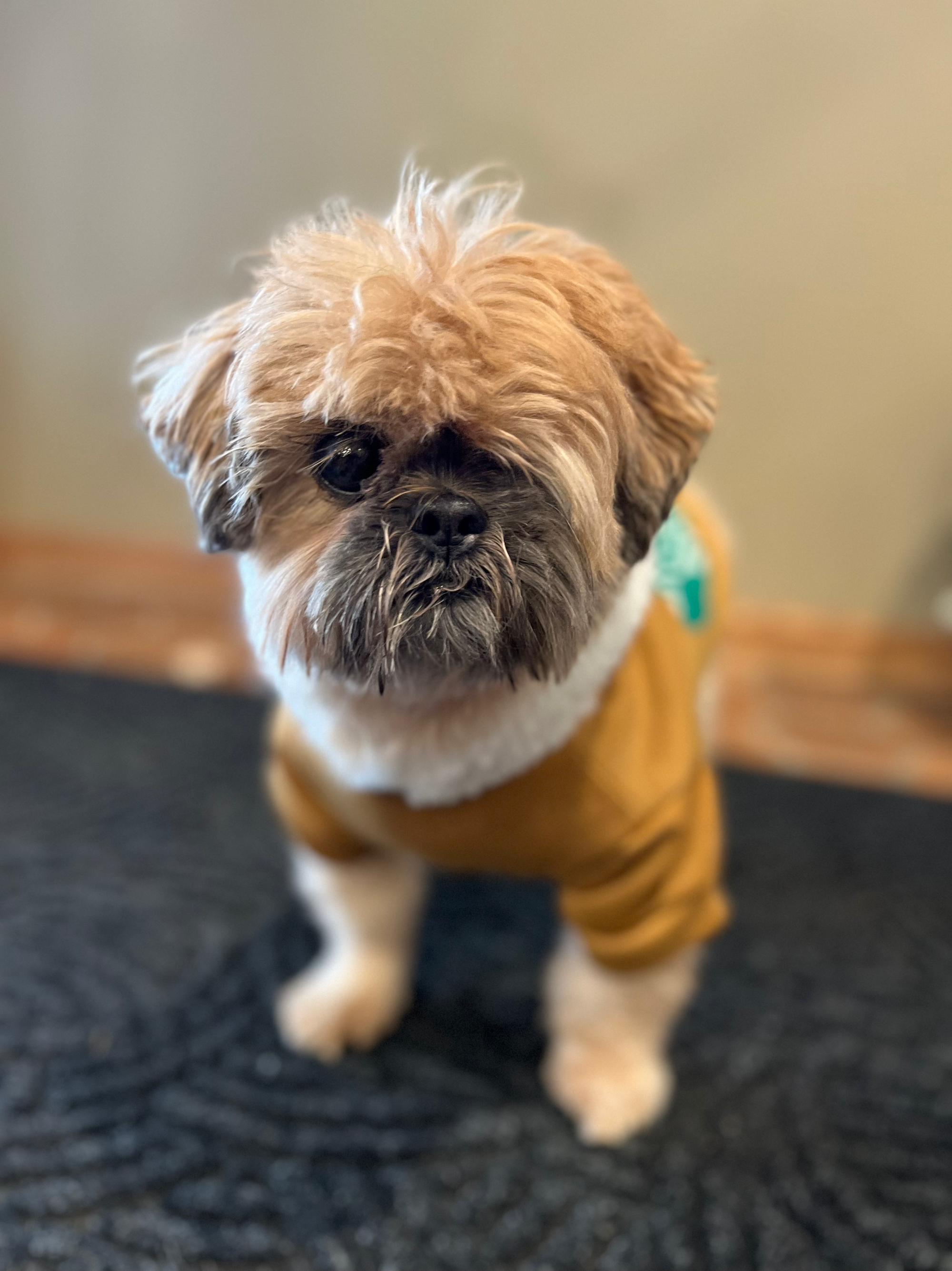 Loving Our Pets with Disabilities - Berkeley, The Shih Tzu