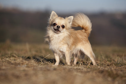 Helpful Hints for Homemade Raw Food For Dogs