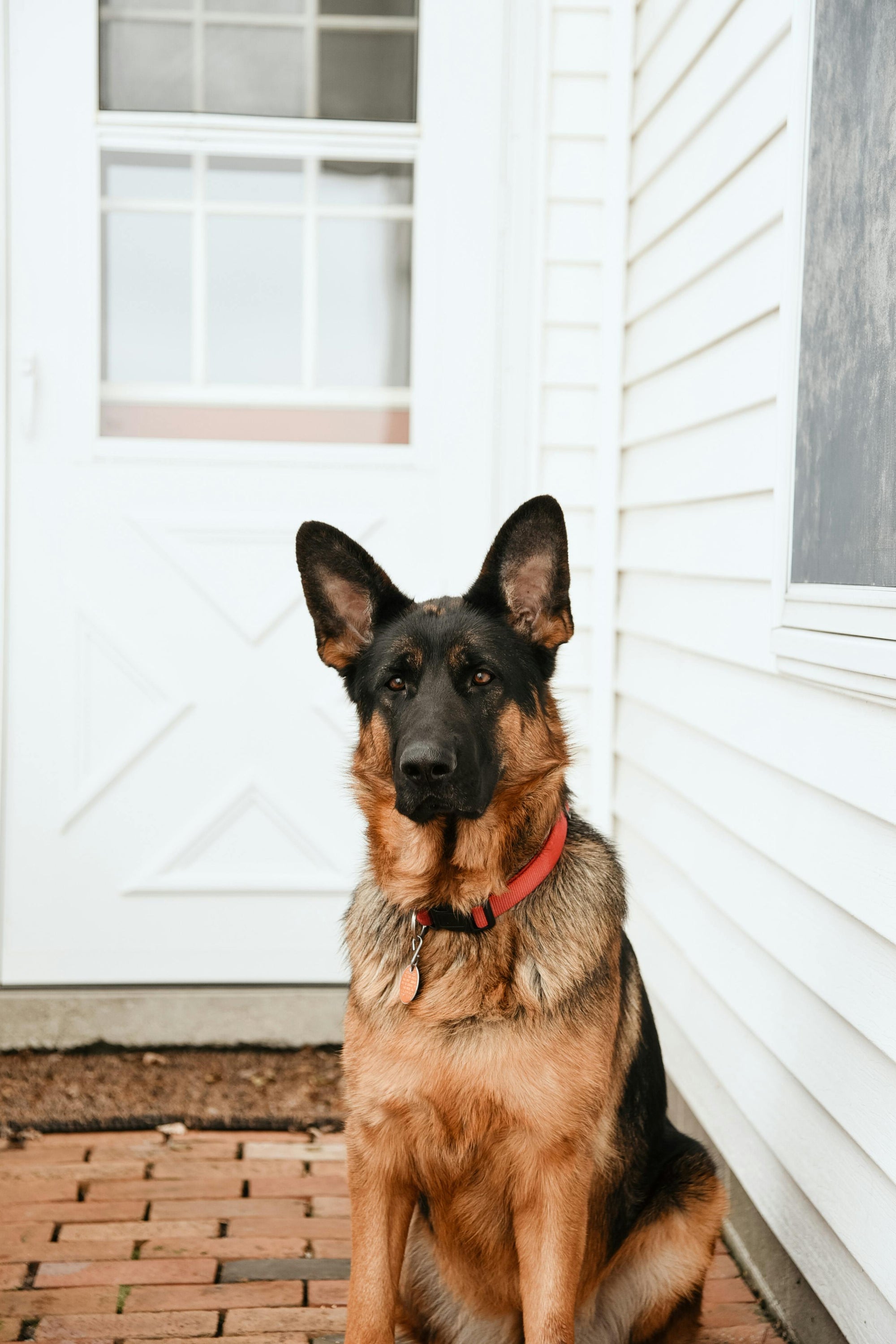 Doorbells and Dogs: Navigating the Noise with Raw Feeding